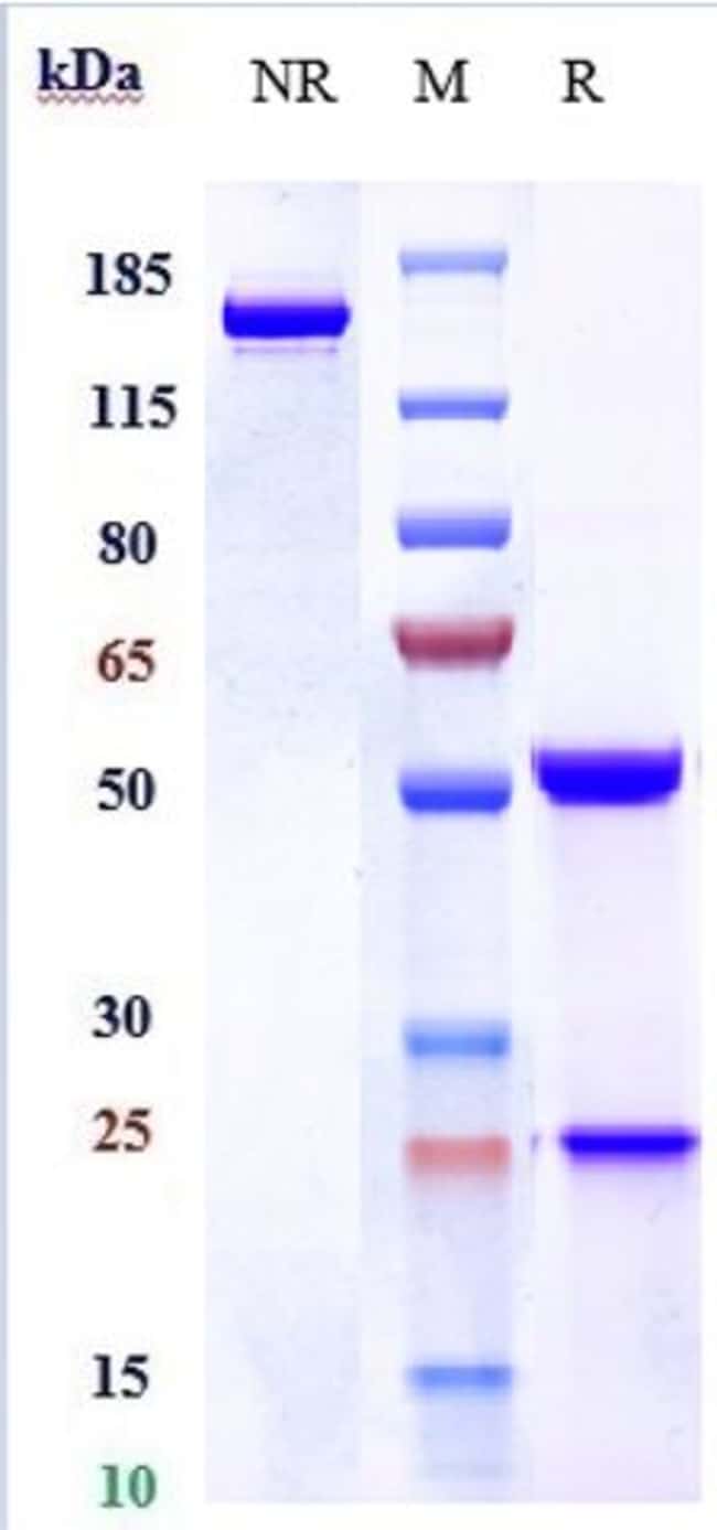 LACUTAMAB RMAB 1 MG
