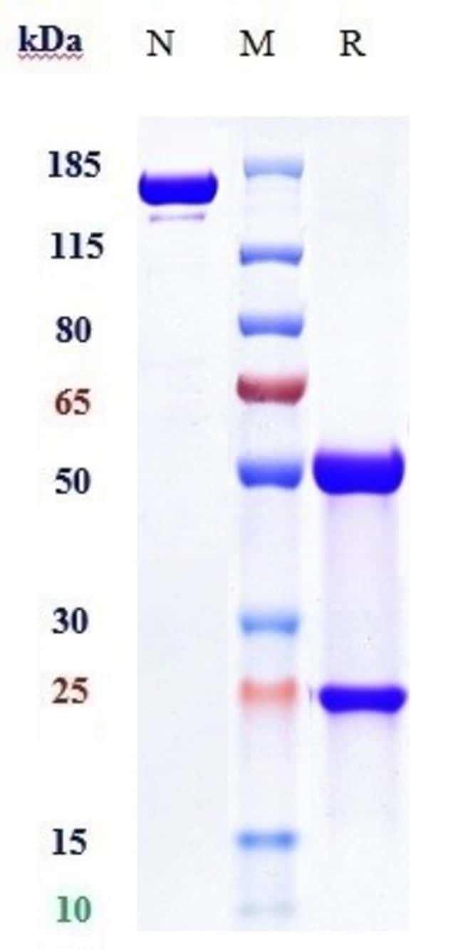 LILRB4 (CD85K) BIOSIMILAR RMAB 100 UG
