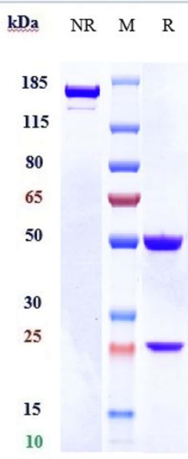 LACNOTUZUMAB RMAB 1 MG