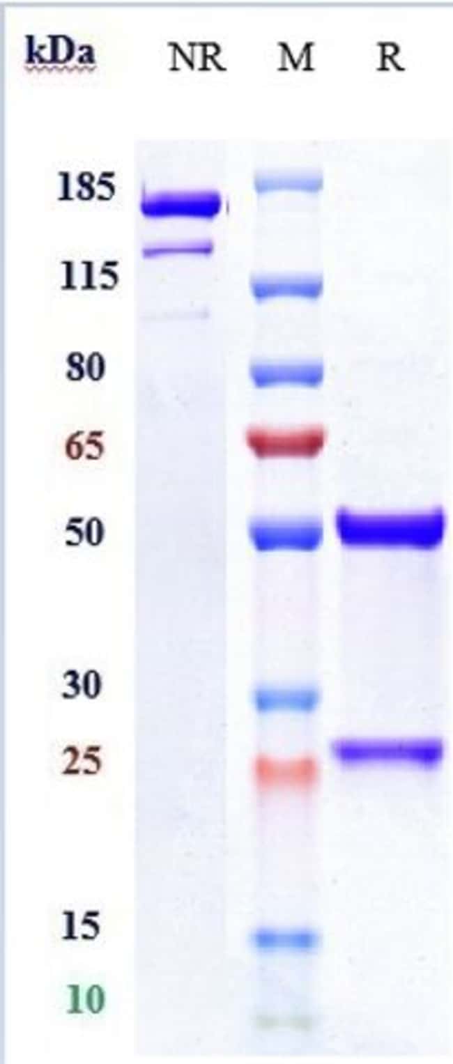 OLECLUMAB RMAB 1 MG