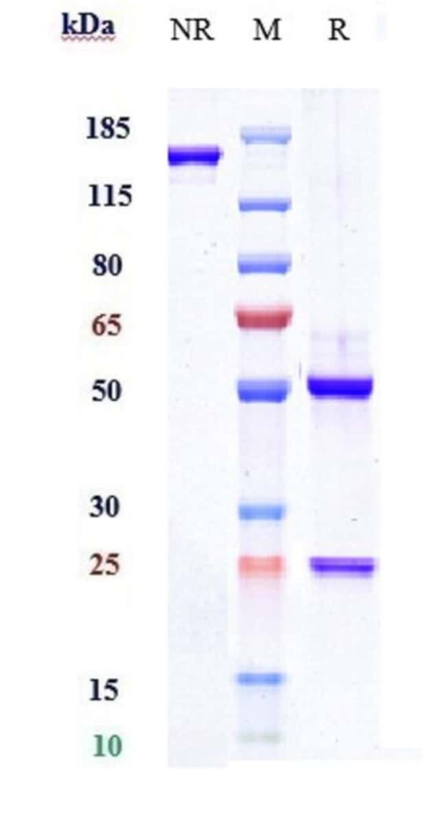 CRIZANLIZUMAB RMAB 1 MG