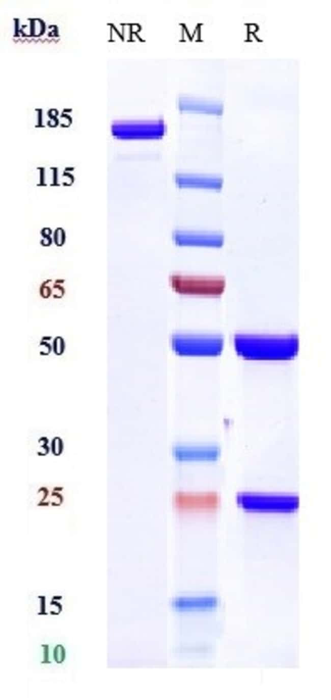 LIRENTELIMAB RMAB 1 MG