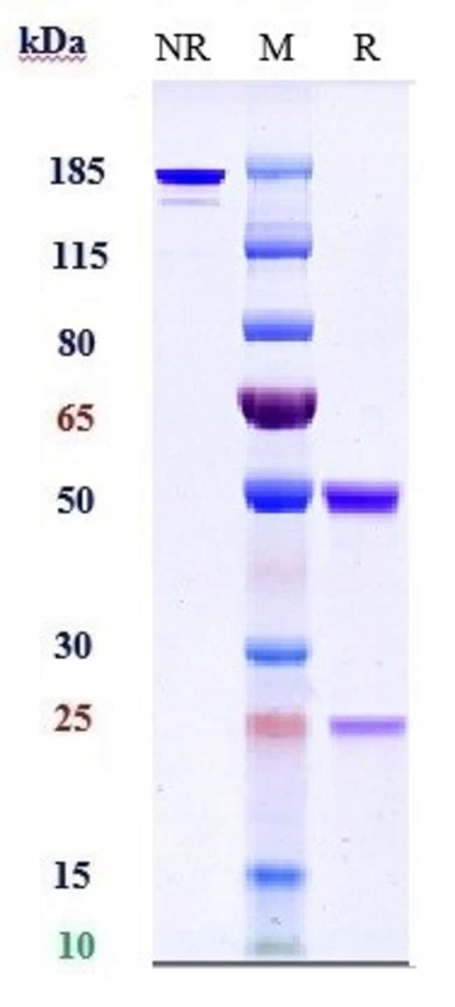 ADALIMUMAB RMAB 1 MG