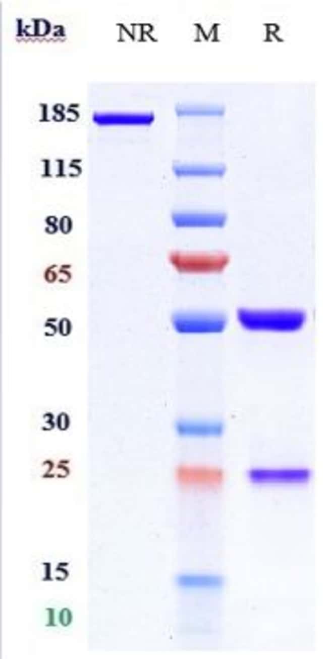 4-1BBL (CD137L) BIOSIMILA RMAB 100 UG