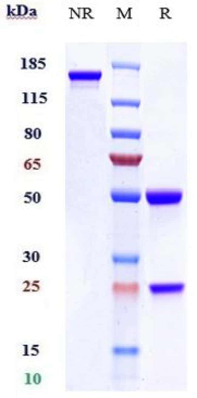 ACVR1 BIOSIMILAR RMAB 1 MG