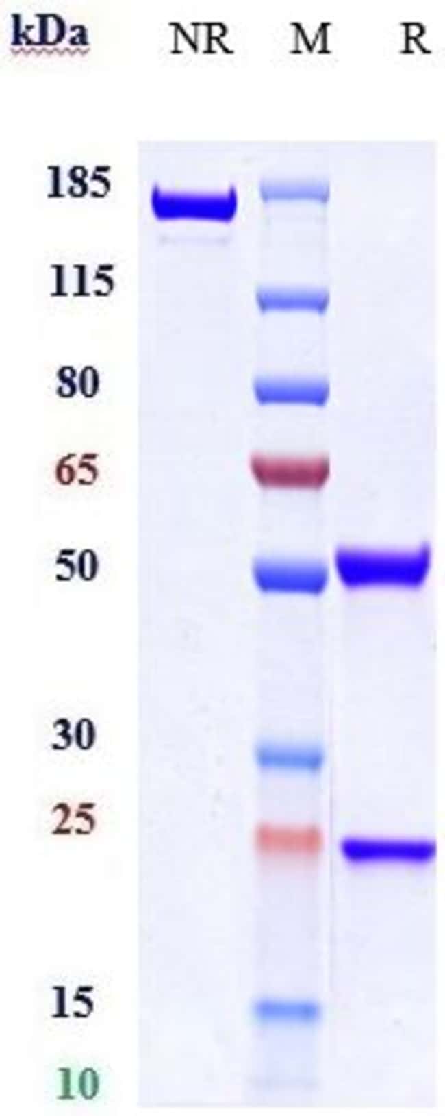ACVR2A BIOSIMILAR RMAB 1 MG