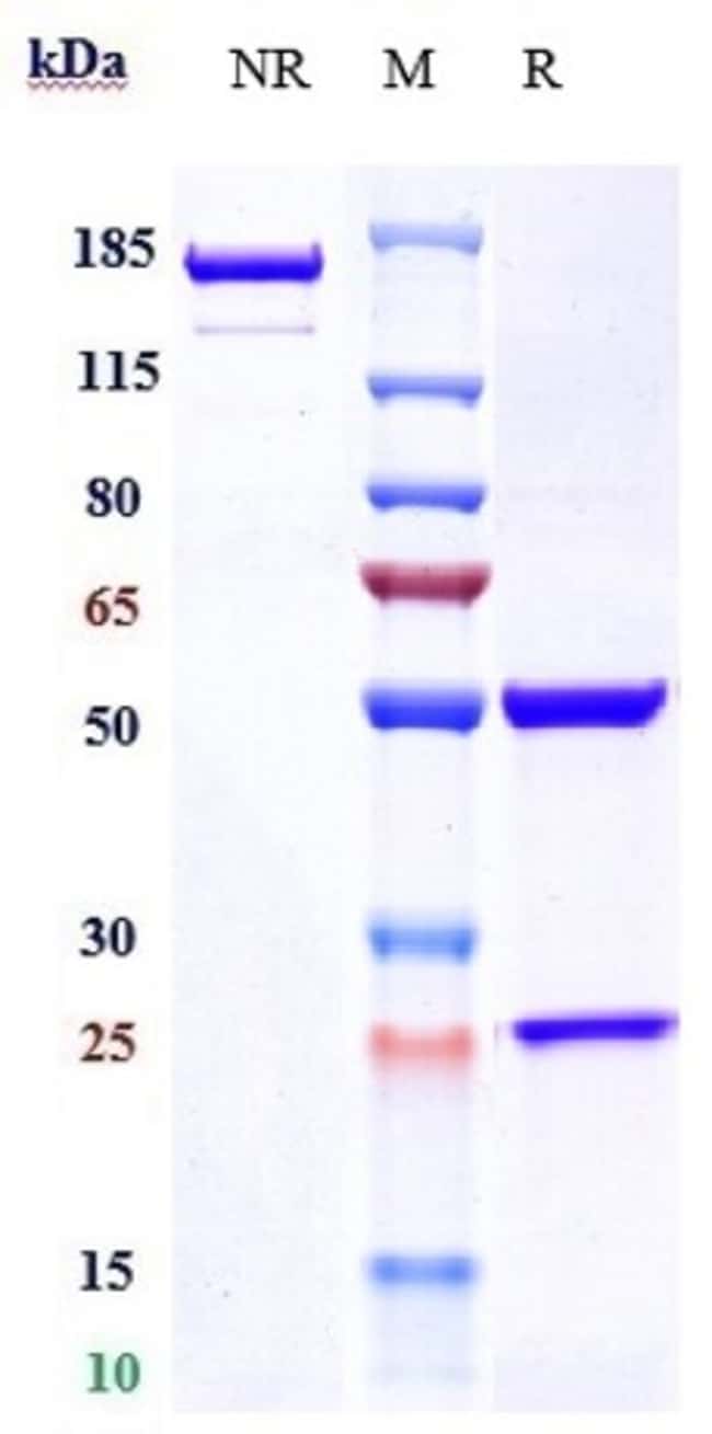 PRASINEZUMAB RMAB 1 MG