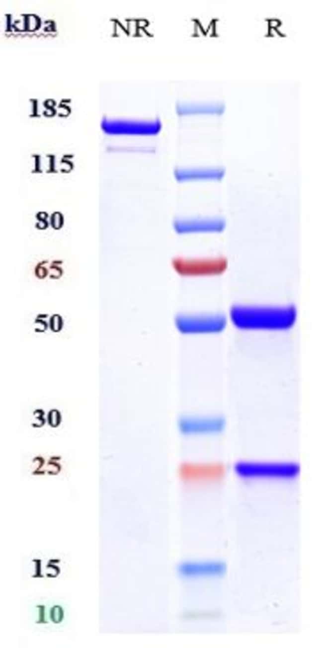 ENOBLITUZUMAB RMAB 1 MG