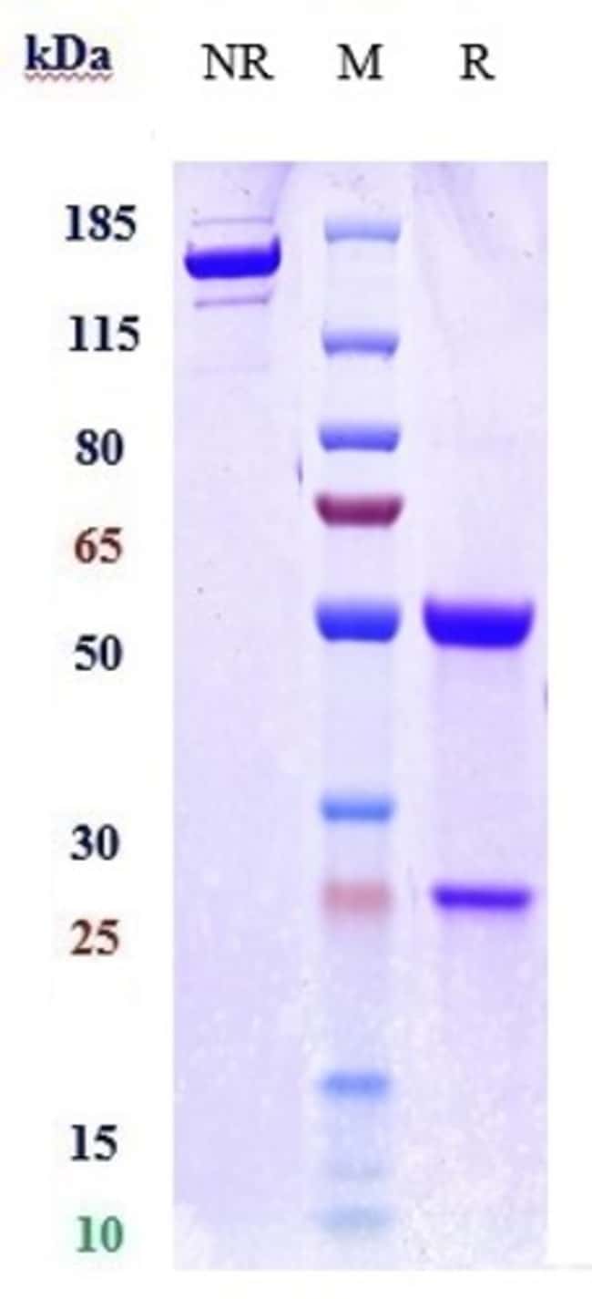 B7-H6 BIOSIMILAR RMAB 1 MG