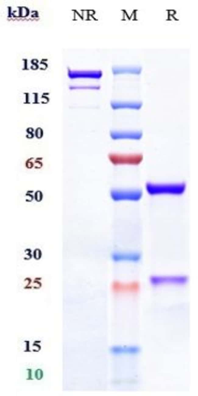 BELIMUMAB RMAB 1 MG