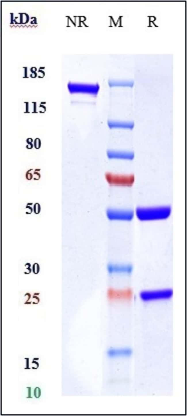 BCL-2 BIOSIMILAR RMAB 1 MG
