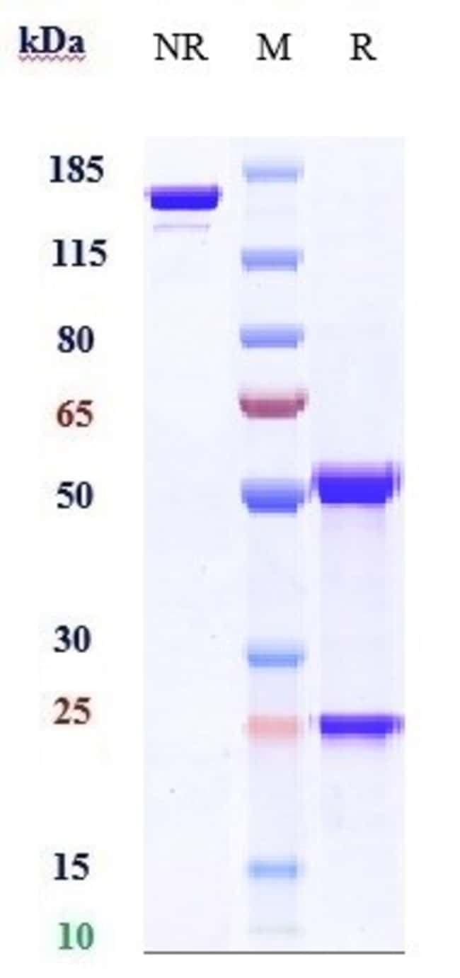 MK-3655 BIOSIMILAR RMAB 1 MG