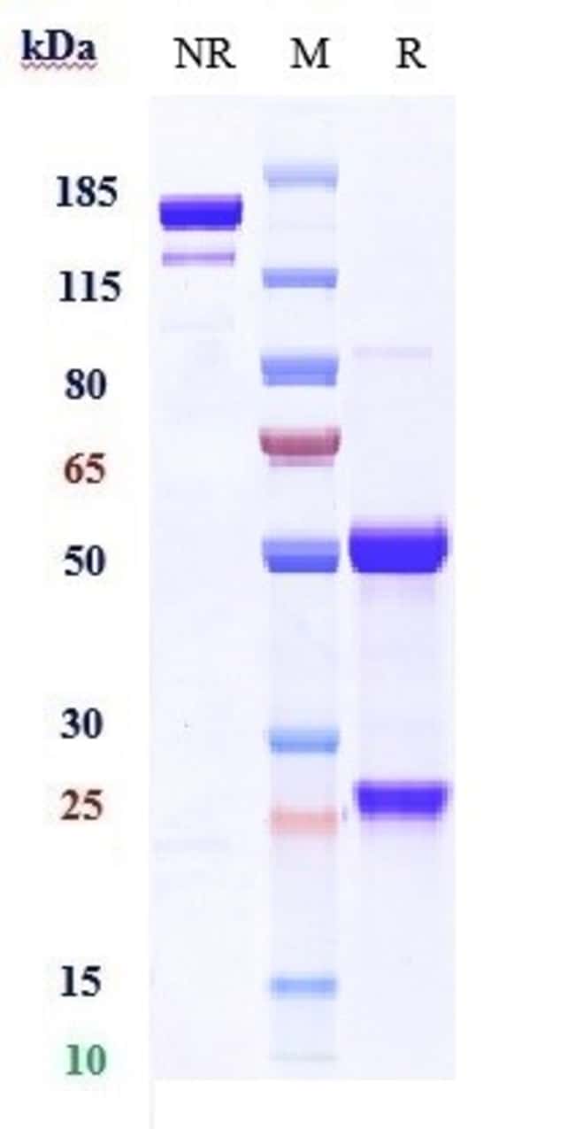 BST-2 (CD317) BIOSIMILAR RMAB 1 MG