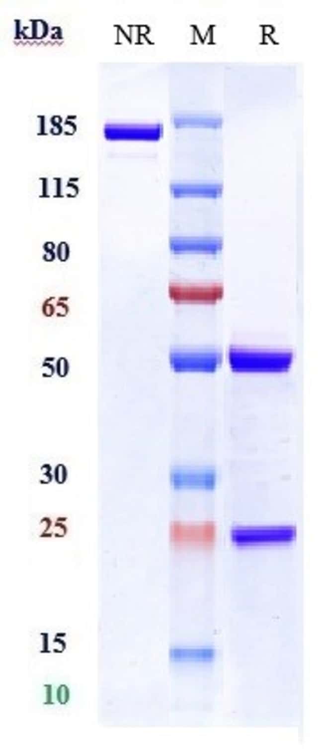 C5AR1 BIOSIMILAR RMAB 1 MG