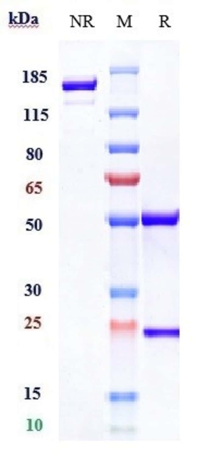 CCL5 (RANTES) BIOSIMILAR RMAB 1 MG