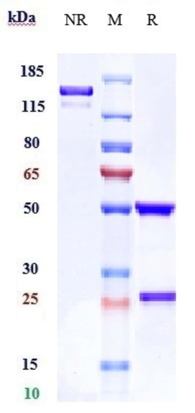CD32A (FCGR2A) BIOSIMILAR RMAB 100 UG