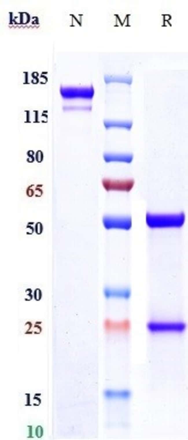 CD39 BIOSIMILAR RMAB 1 MG