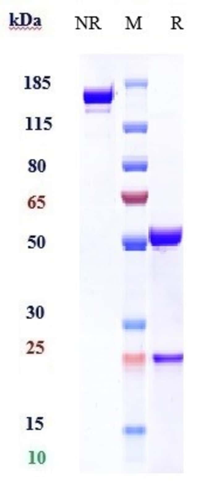 CD69 BIOSIMILAR RMAB 1 MG