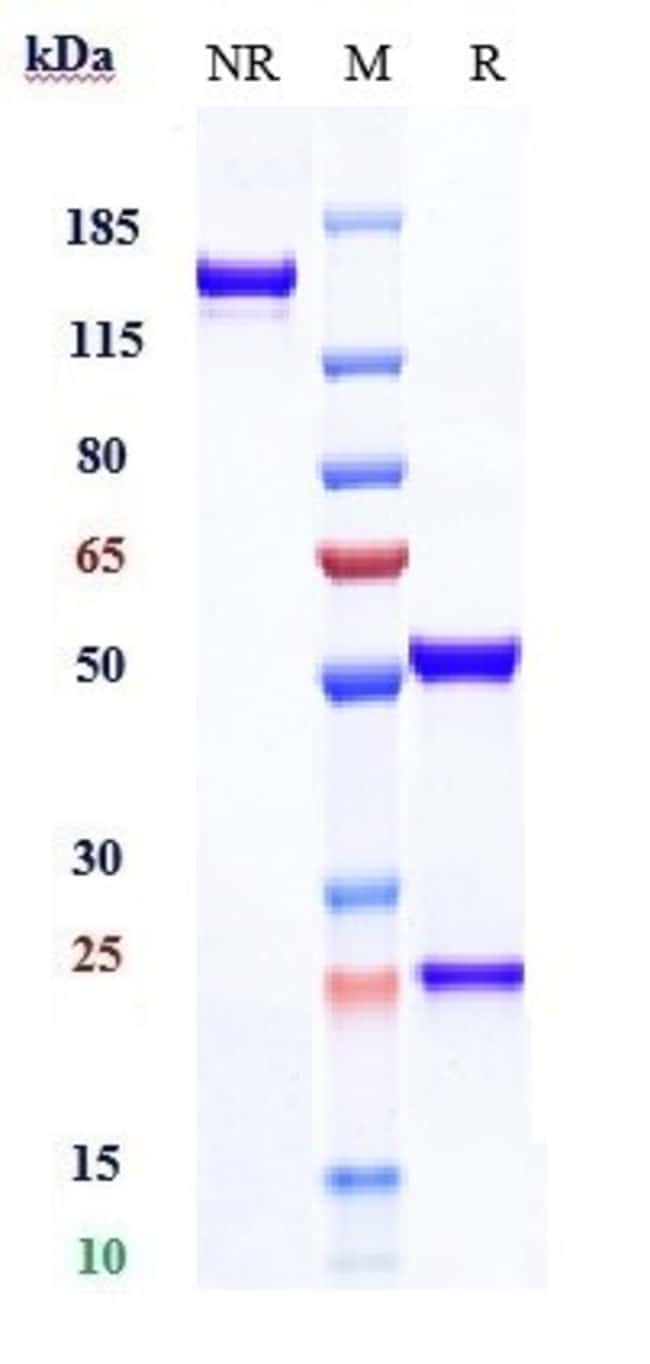CDCP1 BIOSIMILAR RMAB 1 MG