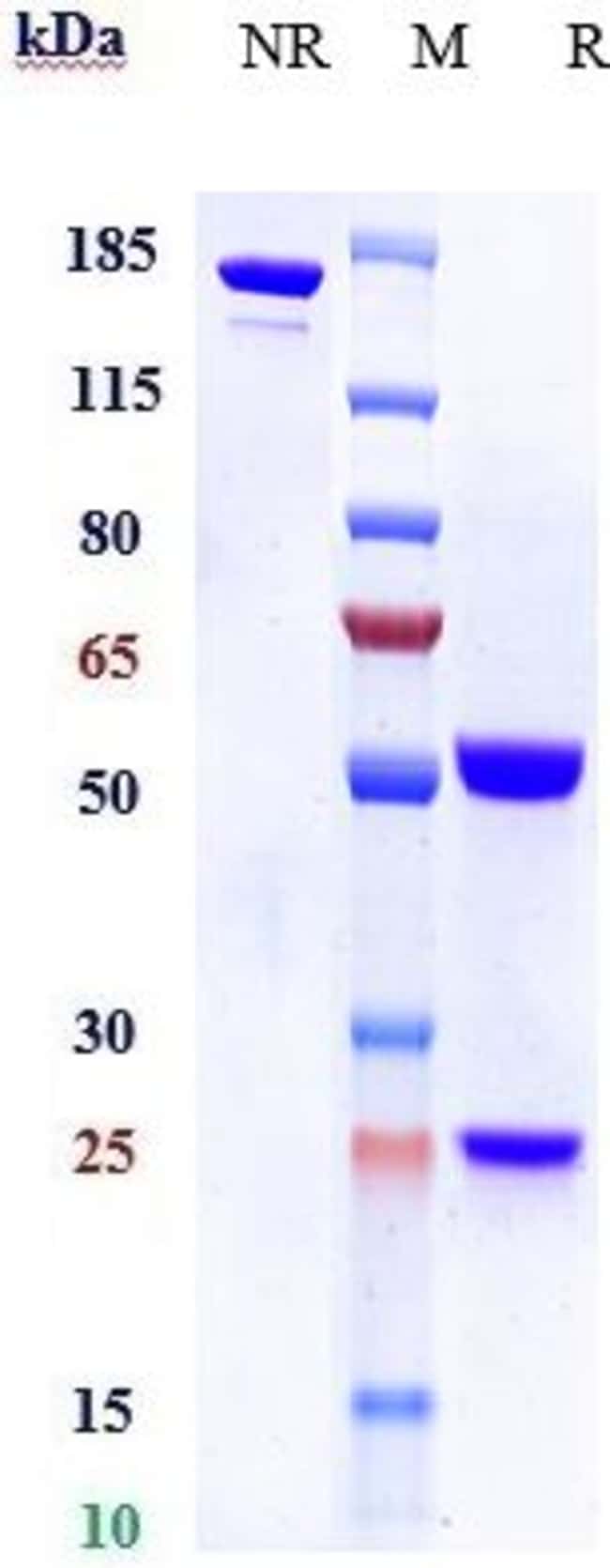 CD66A (CEACAM1) BIOSIMILA RMAB 100 UG