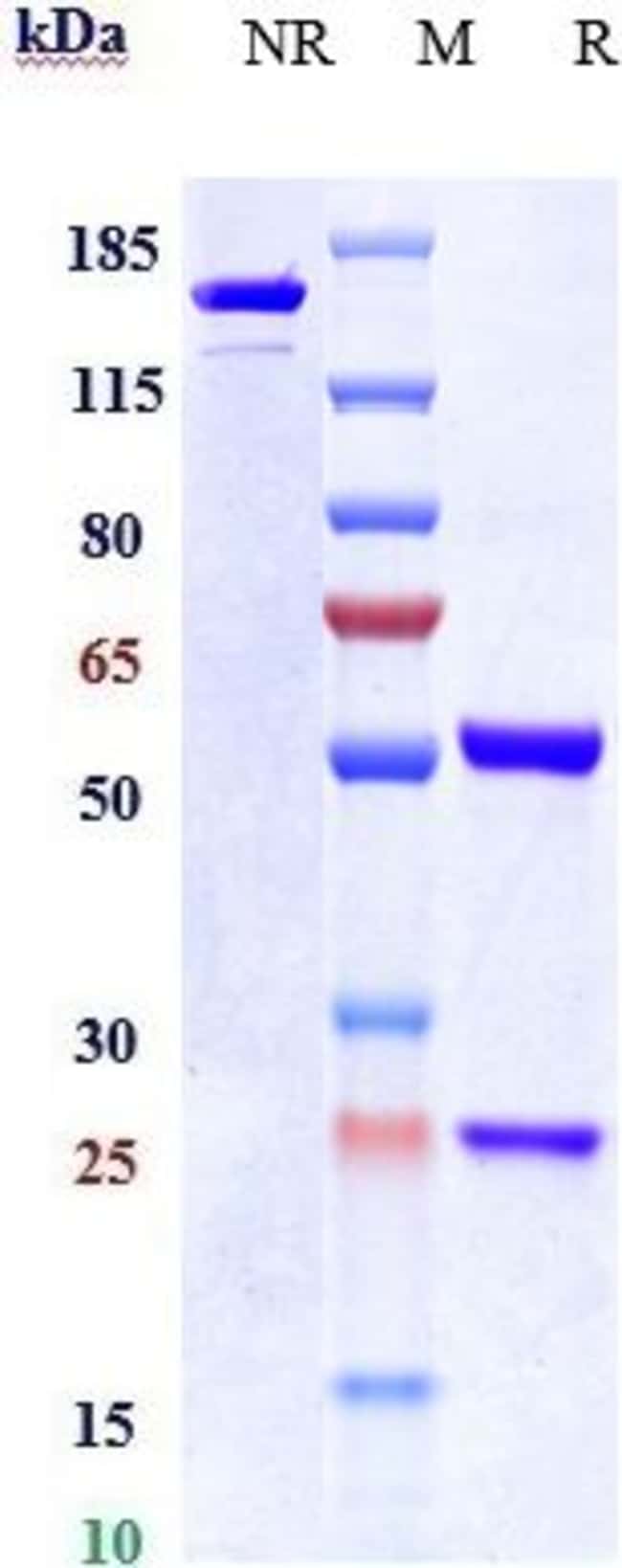 CD66C (CEACAM6) BIOSIMILA RMAB 100 UG