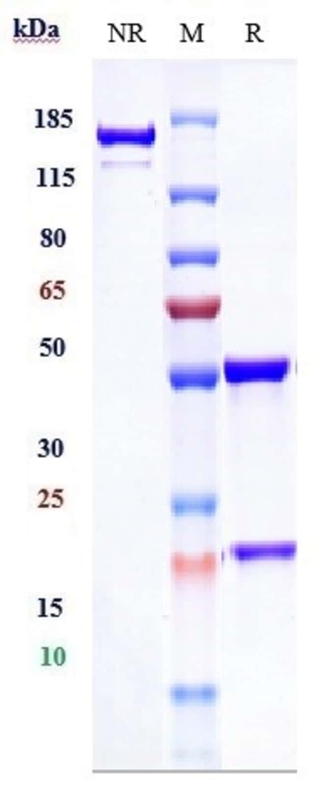 DCBLD2 BIOSIMILAR RMAB 1 MG