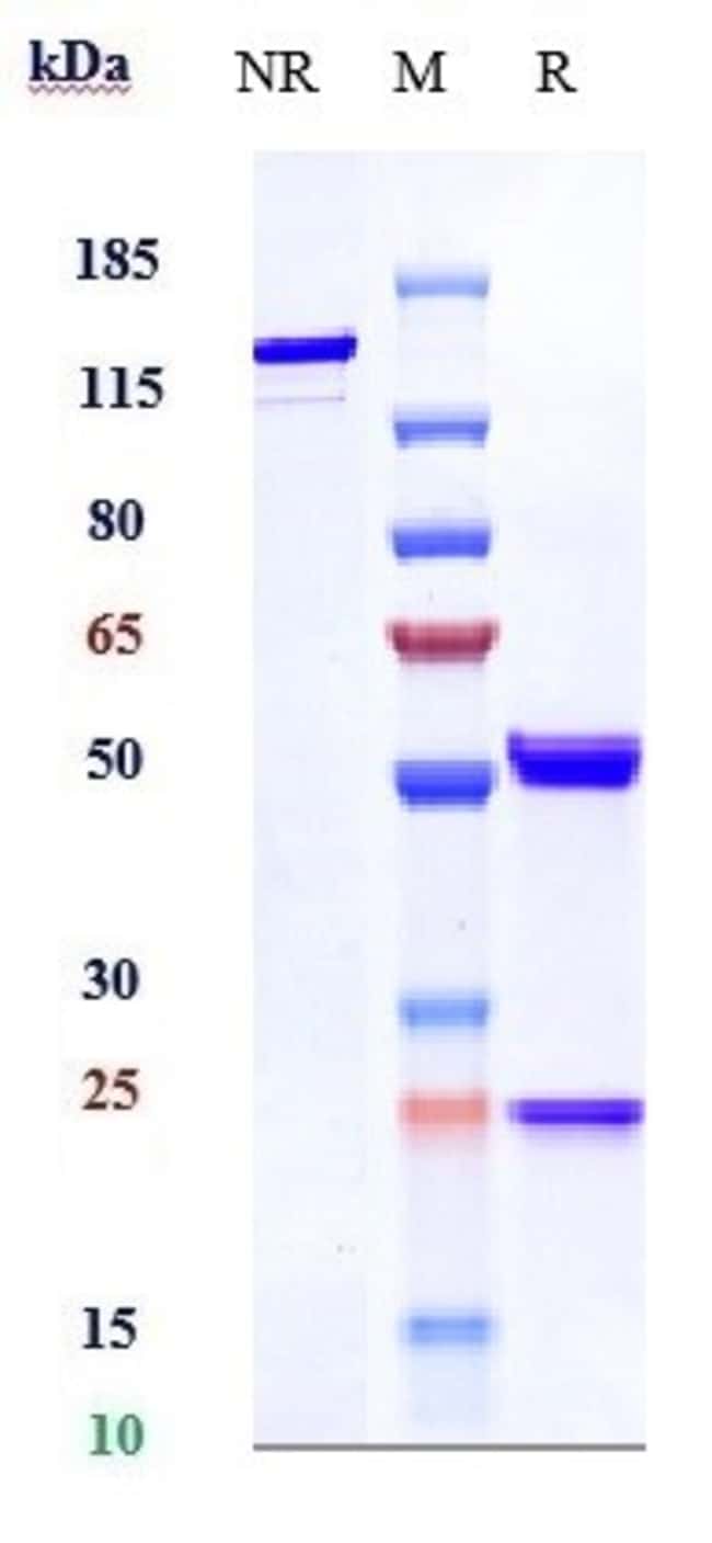 CLEC14A BIOSIMILAR RMAB 1 MG