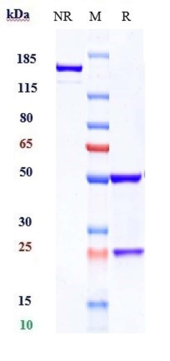 CRTAM BIOSIMILAR RMAB 1 MG