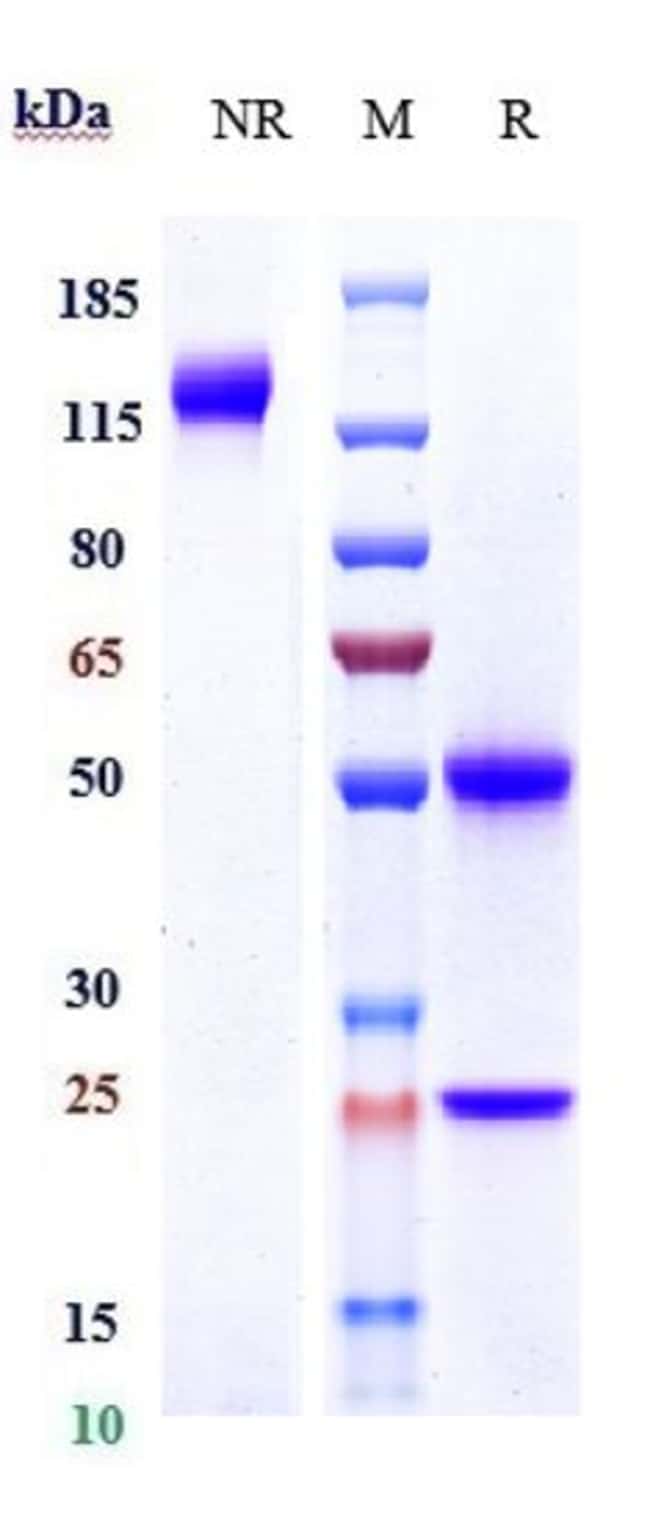 DEMCIZUMAB RMAB 1 MG