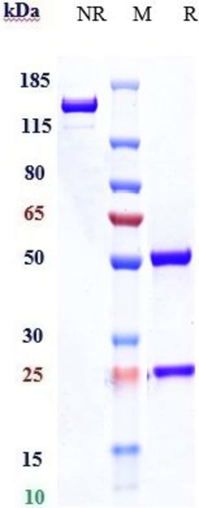 DR6 BIOSIMILAR RMAB 1 MG