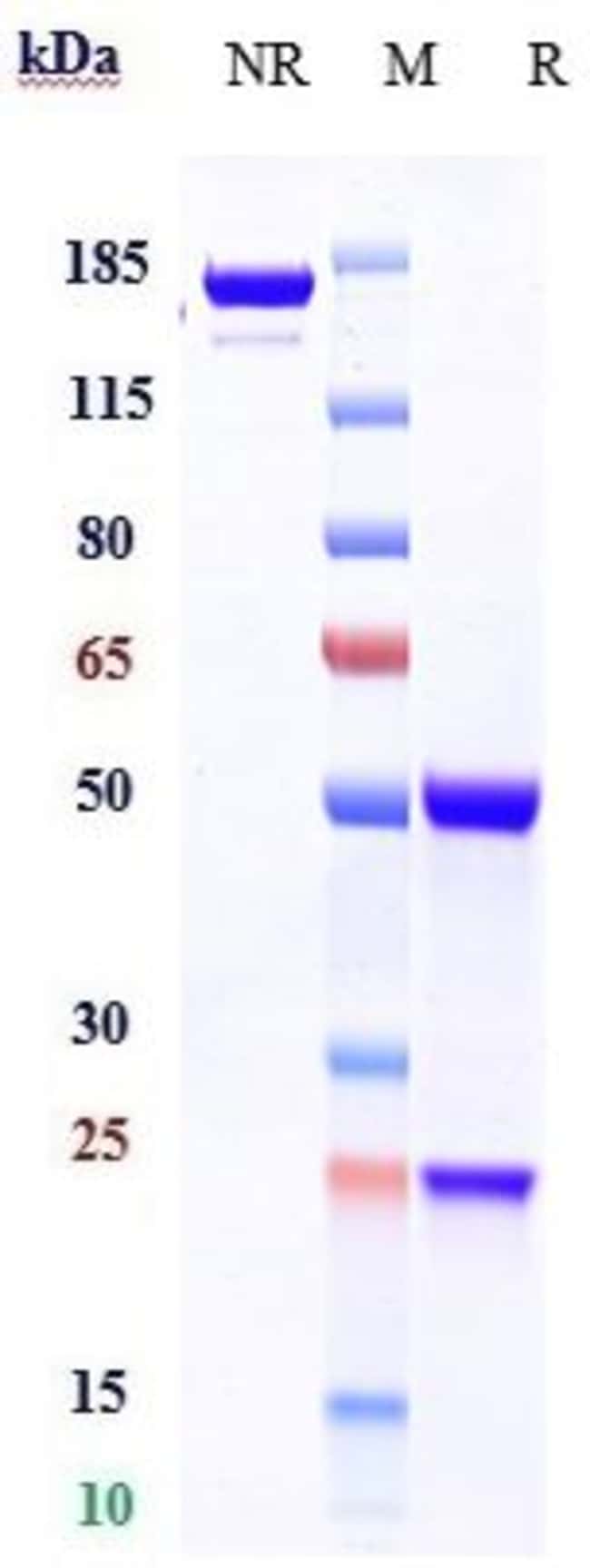 EPOR BIOSIMILAR RMAB 1 MG