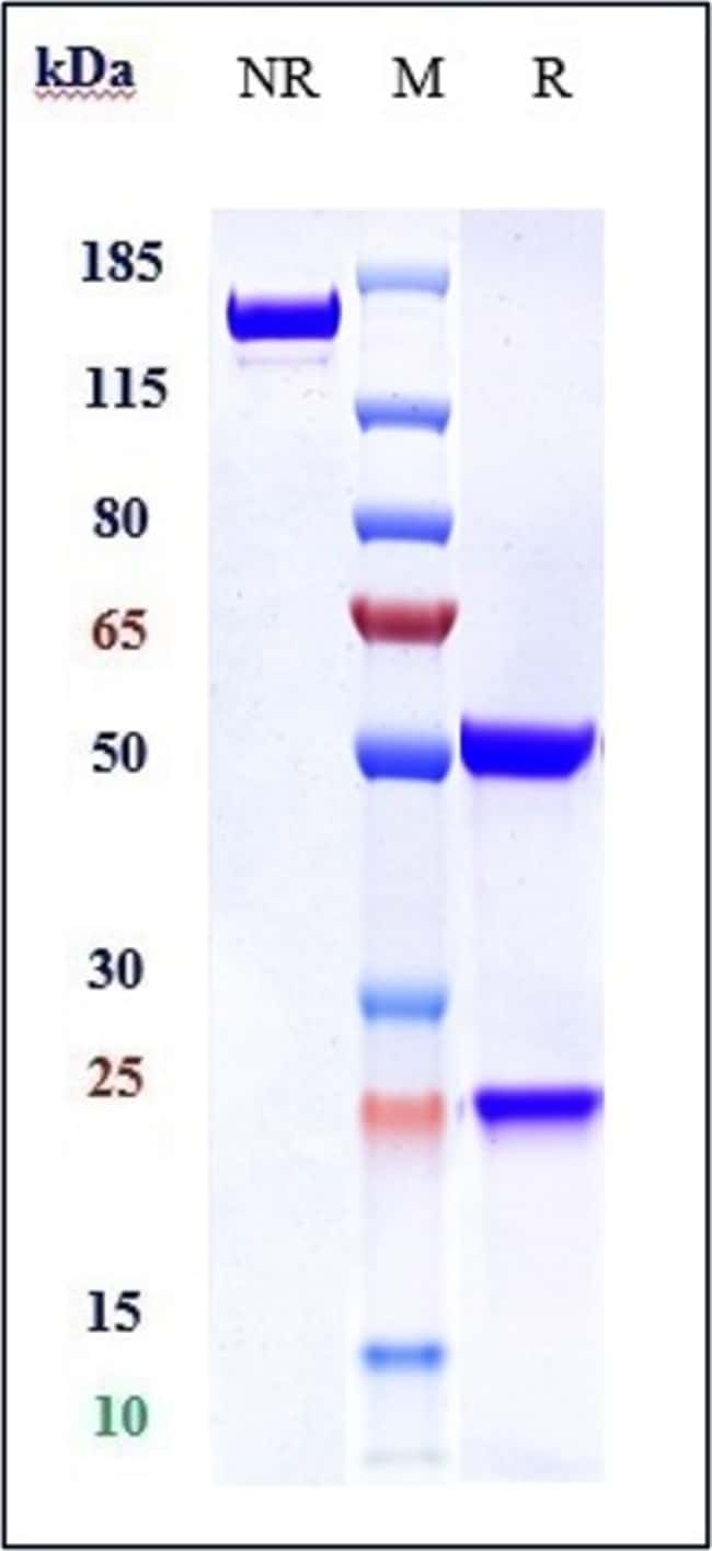 FERROPORTIN BIOSIMILAR RMAB 1 MG