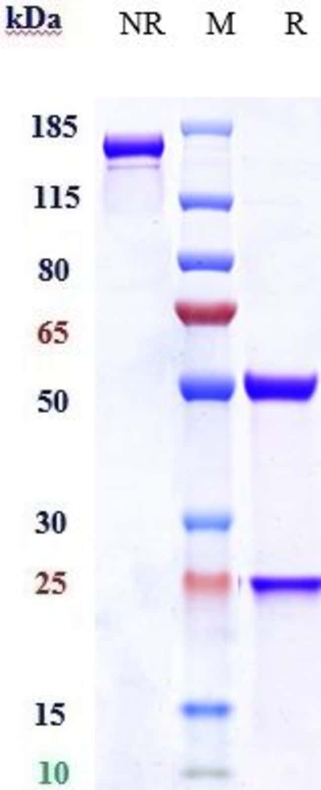 FERROPORTIN BIOSIMILAR RMAB 1 MG