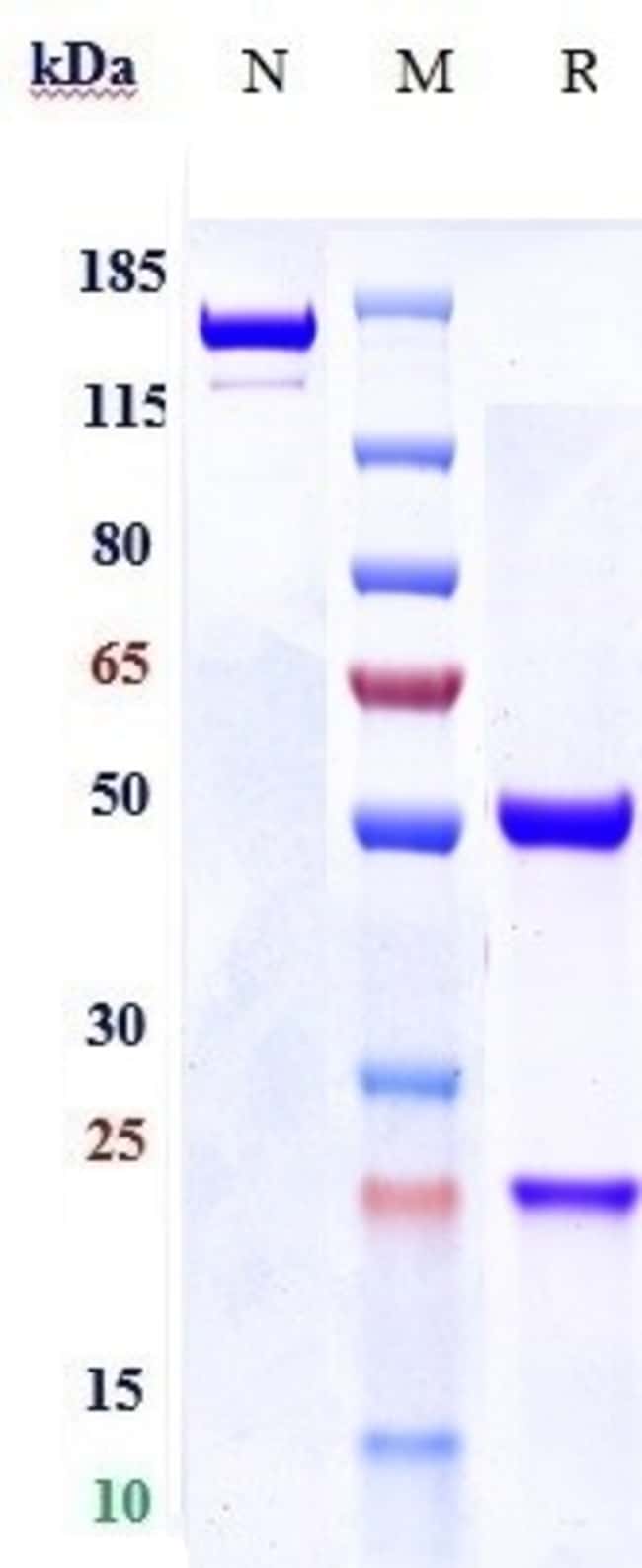 FGFR3 BIOSIMILAR RMAB 1 MG