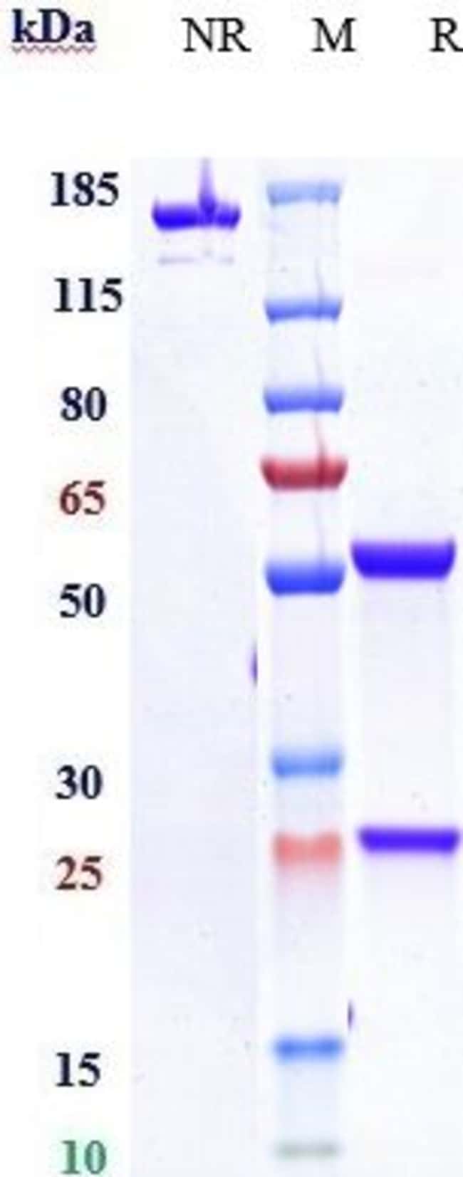 CSF3R (CD114) BIOSIMILAR RMAB 1 MG