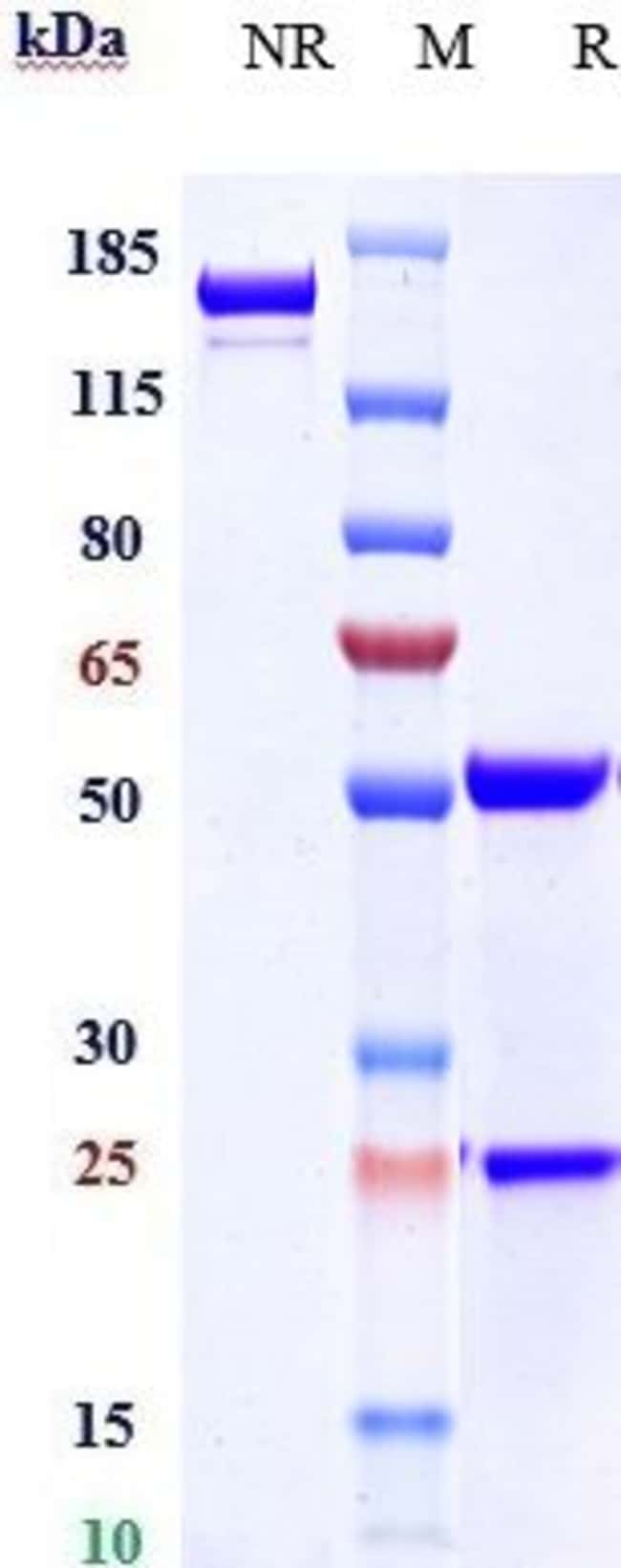 GIPR BIOSIMILAR RMAB 1 MG
