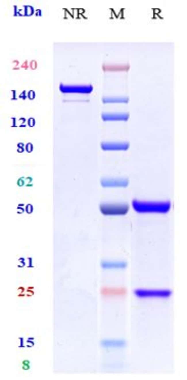 A33 BIOSIMILAR RMAB 1 MG