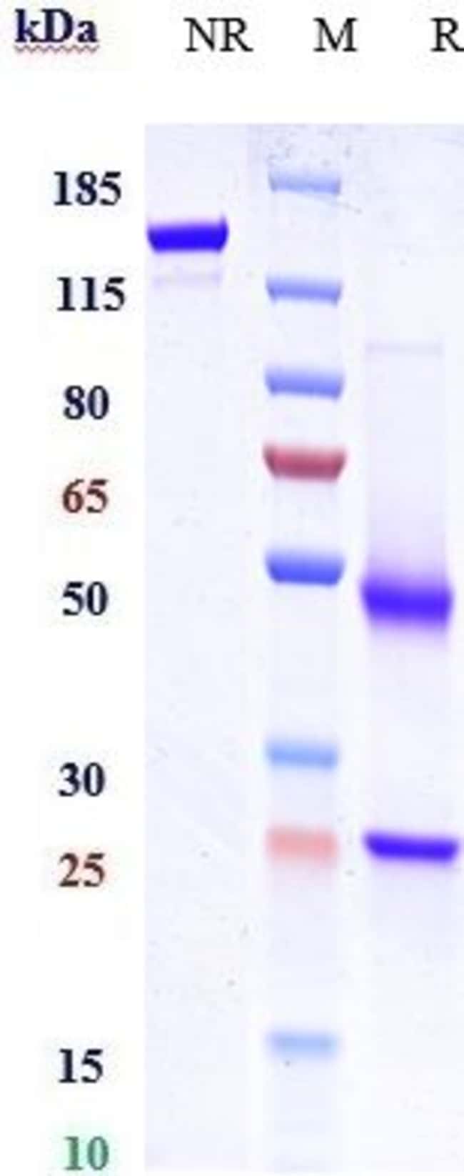 LGR5 BIOSIMILAR RMAB 1 MG