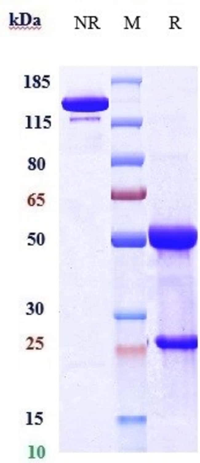GREM1 BIOSIMILAR RMAB 1 MG