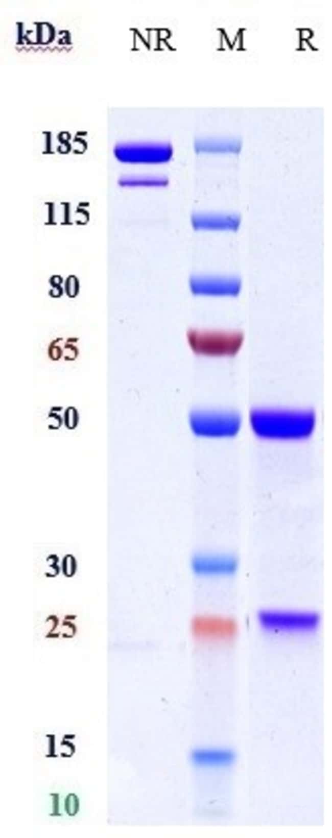 HBEGF BIOSIMILAR RMAB 1 MG