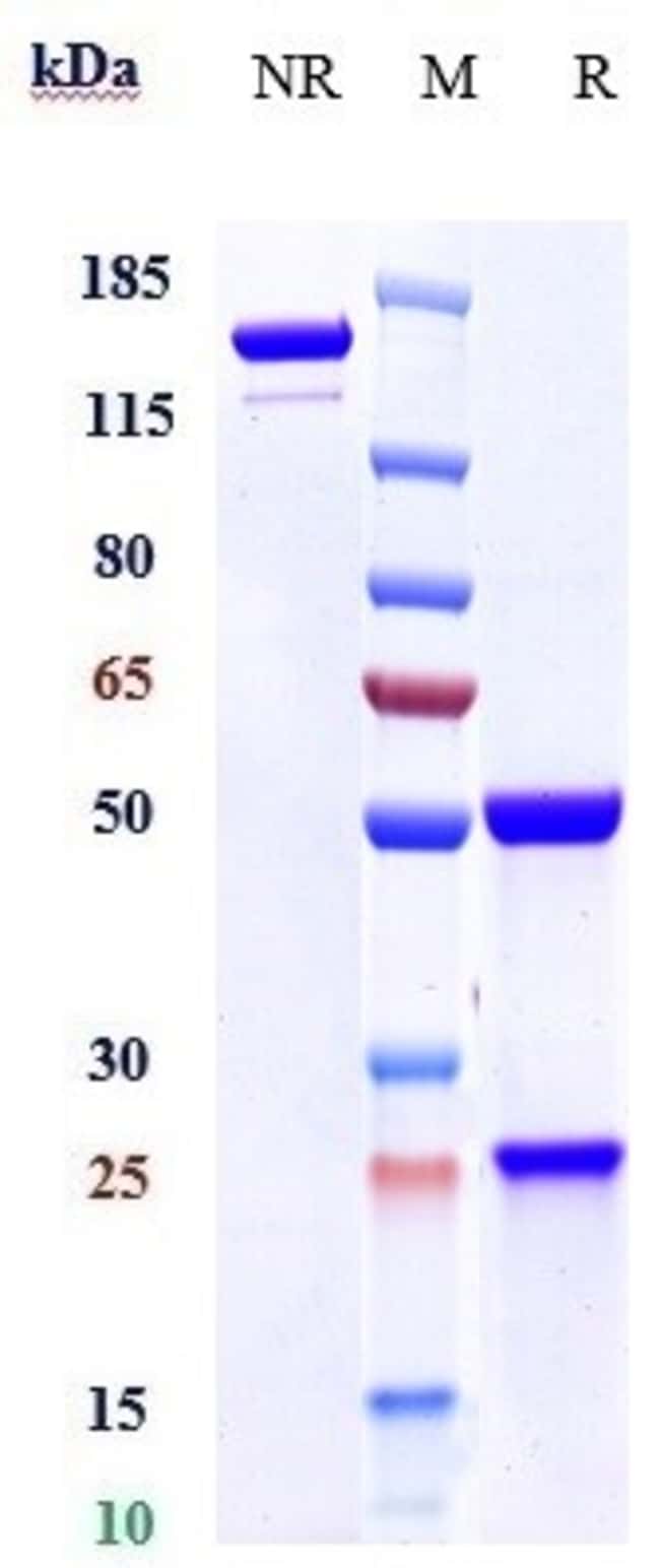 PATRITUMAB RMAB 1 MG
