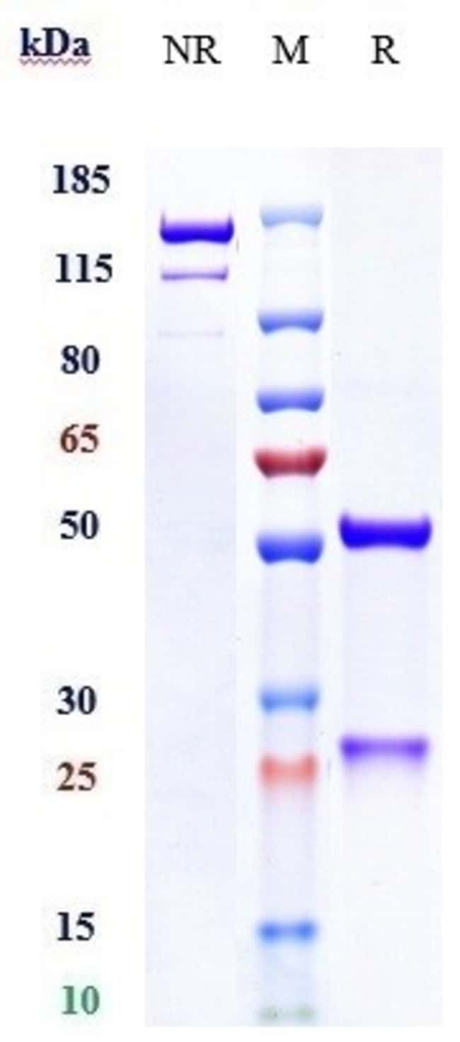 SERIBANTUMAB RMAB 1 MG