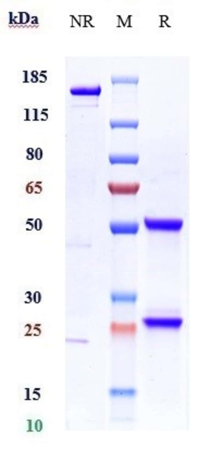 FICLATUZUMAB RMAB 1 MG
