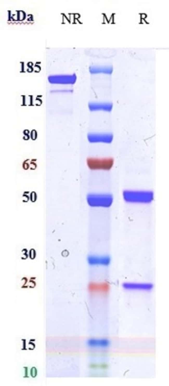 IDO2 BIOSIMILAR RMAB 1 MG