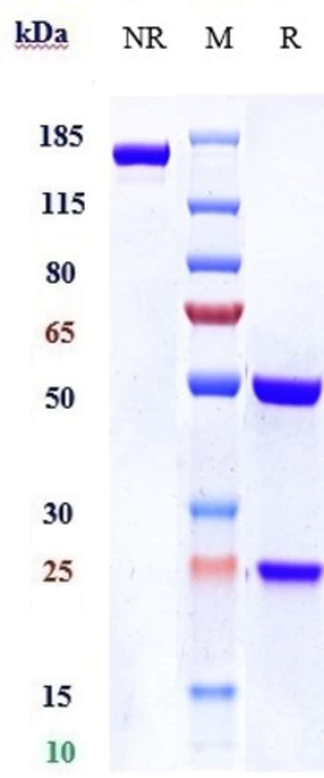IL1R1 BIOSIMILAR RMAB 1 MG