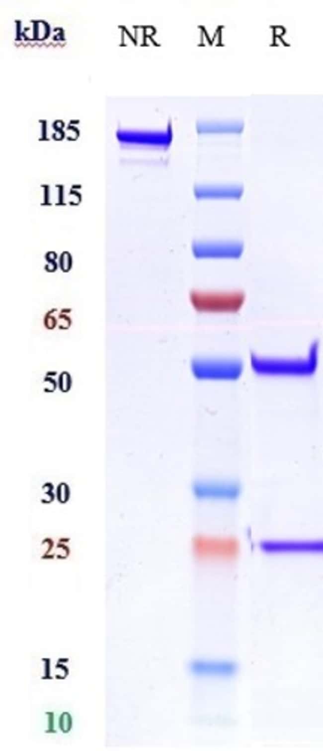 IMSIDOLIMAB RMAB 1 MG