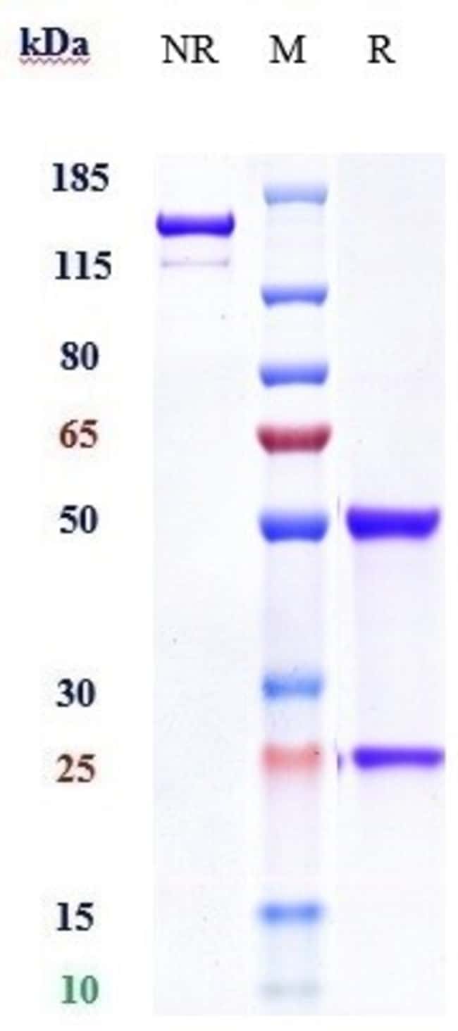 IL20RA BIOSIMILAR RMAB 1 MG