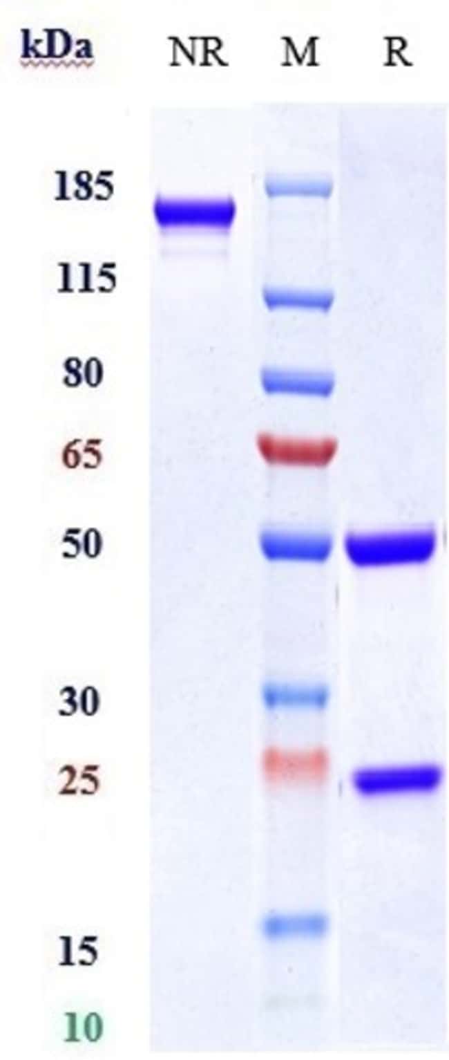 TILDRAKIZUMAB RMAB 1 MG