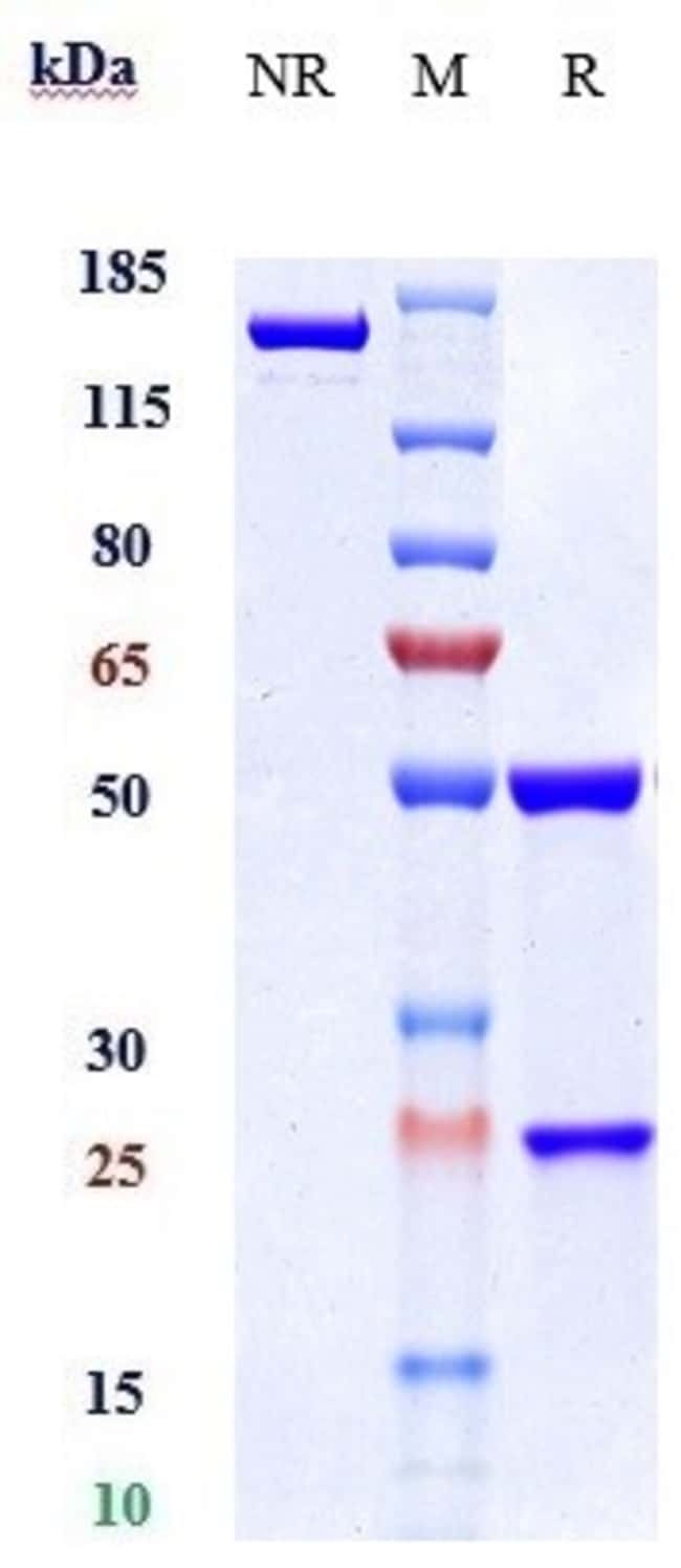 CD122/CD132 BIOSIMILAR RMAB 1 MG