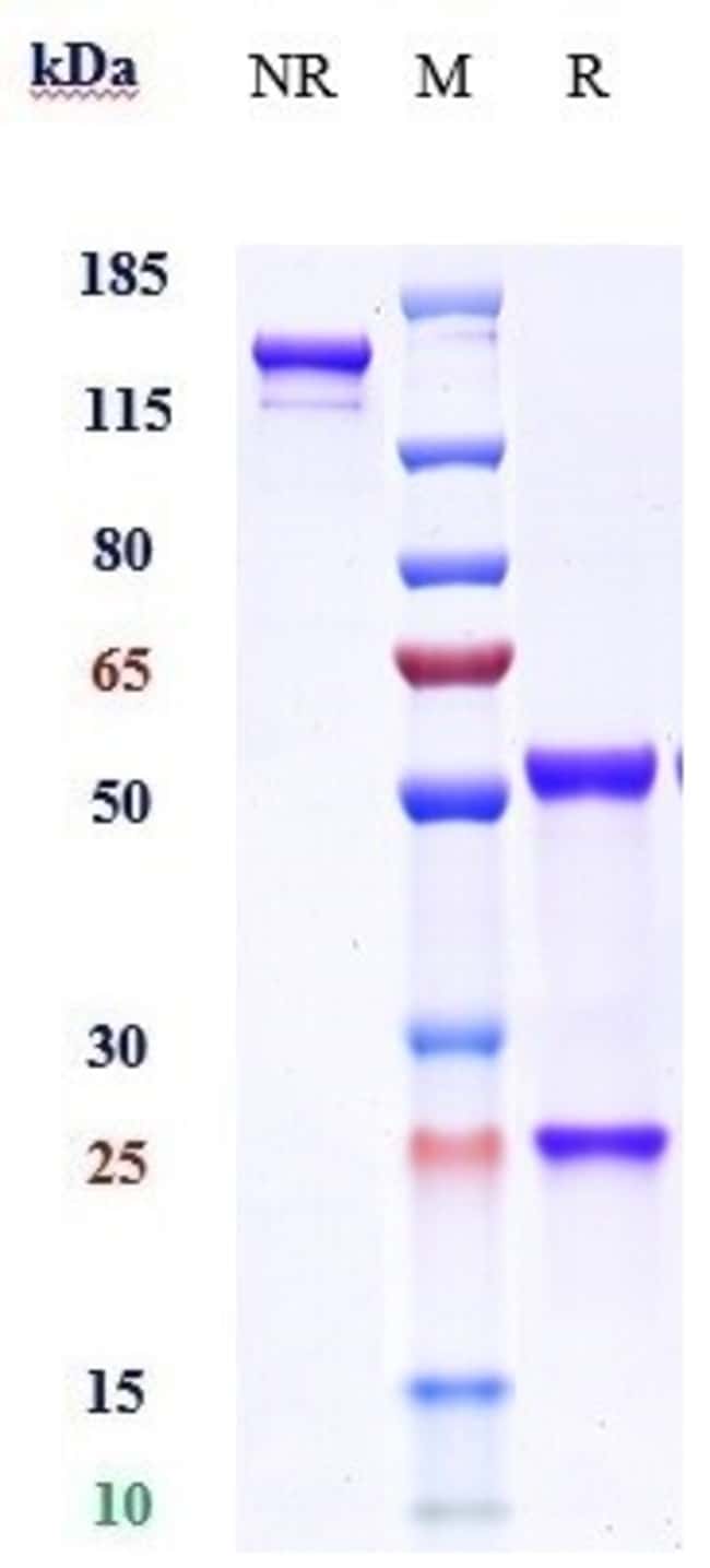 ENOKIZUMAB RMAB 1 MG